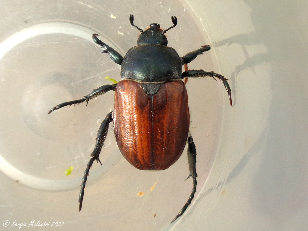 Rutelidae: Anisoplia tempestiva